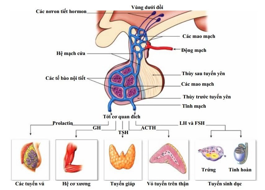 Giảm chức năng tuyến yên