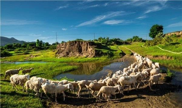 Thời gian tốt nhất là buổi sáng, vì vậy bạn nên sắp xếp đến trang trại cừu từ 6 - 7 giờ sáng. Sau khi thưởng thức những bữa cơm sáng cùng người dân nơi đây, bạn có thể cùng họ lùa cừu ra đồng chăn tầm 8 - 10 giờ sáng. Nếu muốn săn những bức ảnh đẹp thì hồ đập Thanh Sơn là lí tưởng và thơ mộng nhất để săn những góc ảnh cùng với những chú cừu dễ thương. (Ảnh: Internet) Thời gian tốt nhất là buổi sáng, vì vậy bạn nên sắp xếp đến trang trại cừu từ 6 - 7 giờ sáng. Sau khi thưởng thức những bữa cơm sáng cùng người dân nơi đây, bạn có thể cùng họ lùa cừu ra đồng chăn tầm 8 - 10 giờ sáng. Nếu muốn săn những bức ảnh đẹp thì hồ đập Thanh Sơn là lí tưởng và thơ mộng nhất để săn những góc ảnh cùng với những chú cừu dễ thương. (Ảnh: Internet)