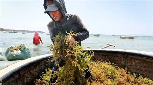 Những trải nghiệm đậm chất du lịch biển như tham gia thu hoạch rong và cá biển cùng ngư dân, ngắm biển xanh cùng những rặng san hô tuyệt đẹp hay tản bộ dưới những hàng dương xanh... đang chờ đón bạn tại đây. (Ảnh: Internet) Những trải nghiệm đậm chất du lịch biển như tham gia thu hoạch rong và cá biển cùng ngư dân, ngắm biển xanh cùng những rặng san hô tuyệt đẹp hay tản bộ dưới những hàng dương xanh... đang chờ đón bạn tại đây. (Ảnh: Internet)