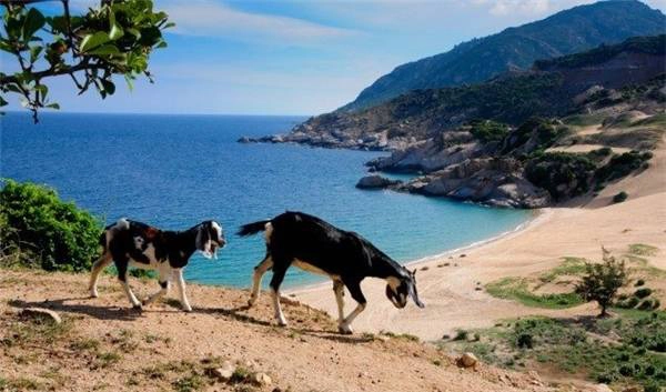 Đặc biệt nhất là Bãi Tràng nằm dưới Mũi Dinh. Với màu cát trắng mịn như kem, Bãi Tràng trở thành địa điểm lí tưởng cho các chuyến cắm trại. Rất nhiều bạn trẻ đã tới đây để tận hưởng cảm giác đắm mình vào không gian bao la thơ mộng. Chắc chắn ngủ lều ở Bãi Tràng dưới bầu trời đêm đầy sao sẽ là một trải nghiệm hết sức thú vị. (Ảnh: Internet) Đặc biệt nhất là Bãi Tràng nằm dưới Mũi Dinh. Với màu cát trắng mịn như kem, Bãi Tràng trở thành địa điểm lí tưởng cho các chuyến cắm trại. Rất nhiều bạn trẻ đã tới đây để tận hưởng cảm giác đắm mình vào không gian bao la thơ mộng. Chắc chắn ngủ lều ở Bãi Tràng dưới bầu trời đêm đầy sao sẽ là một trải nghiệm hết sức thú vị. (Ảnh: Internet)