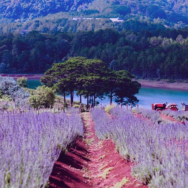 hoa lavender - dalat-ivivu-3