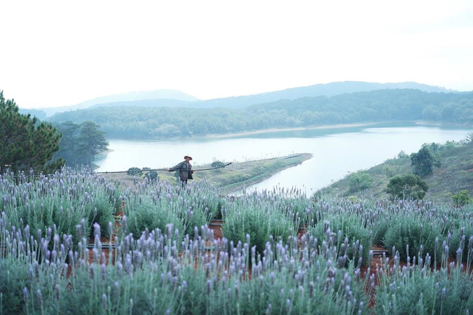 hoa lavender - dalat-ivivu-9