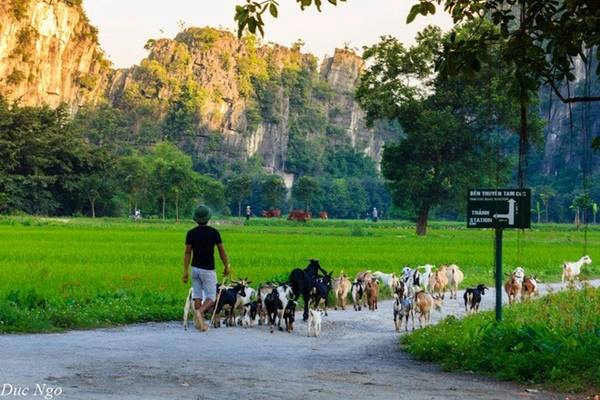 Khung cảnh chiều buông xuống với những đàn dê chậm rãi đi về không còn xa lạ với những người Ninh Bình. Ảnh: Đức Ngô. Khung cảnh chiều buông xuống với những đàn dê chậm rãi đi về không còn xa lạ với những người Ninh Bình. Ảnh: Đức Ngô.