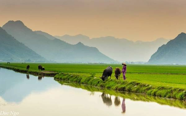 Chiều hoàng hôn buông xuống nhẹ nhàng và thơ mộng trên cánh đồng quê. Ảnh: Đức Ngô. Chiều hoàng hôn buông xuống nhẹ nhàng và thơ mộng trên cánh đồng quê. Ảnh: Đức Ngô.