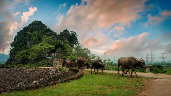Đàn trâu lững thững đi về sau một ngày kiếm ăn trên đồng. Ảnh: Ninh Bình quê mẹ. Đàn trâu lững thững đi về sau một ngày kiếm ăn trên đồng. Ảnh: Ninh Bình quê mẹ.