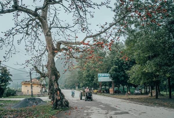 Có ai còn nhớ tuổi thơ nô đùa bên gốc gạo với những cánh hoa bay. Ảnh: Bùi Ánh Quang. Có ai còn nhớ tuổi thơ nô đùa bên gốc gạo với những cánh hoa bay. Ảnh: Bùi Ánh Quang.