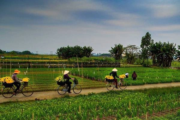 Người nông dân thu hoạch hoa tại làng hoa Ninh Phúc. Ảnh: Quang Đức. Người nông dân thu hoạch hoa tại làng hoa Ninh Phúc. Ảnh: Quang Đức.