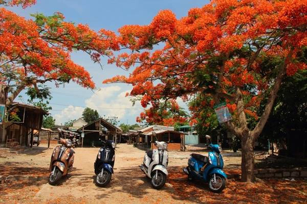 Một Tây Nguyên đầy màu sắc và rực đỏ mùa hoa phượng nở. Một Tây Nguyên đầy màu sắc và rực đỏ mùa hoa phượng nở.