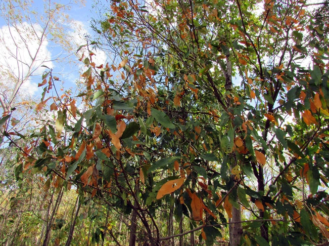 Những cánh rừng xung quanh hồ. Ảnh: Tuổi Trẻ.