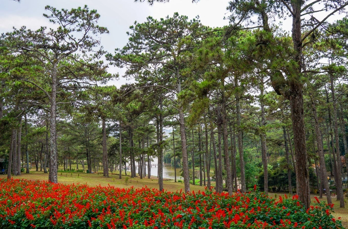 Đồi thông ven hồ cũng được đánh giá là đẹp, nổi bật so với nhiều nơi ở Đà Lạt. Thông ở đây cây thưa, mọc cao và đều, xung quanh trồng nhiều loại hoa đủ màu sắc. Xung quanh hồ là hoa nở bốn mùa. Những căn nhà để nghỉ chân mô phỏng nhà rông, mang đậm nét núi rừng Tây Nguyên.