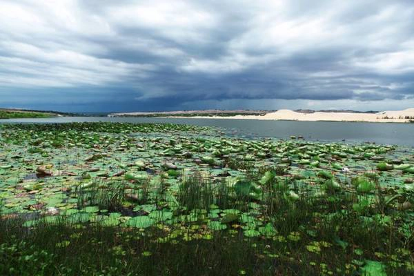 Bàu Trắng, một địa danh nổi tiếng cách thành phố Phan Thiết khoảng 60 km, là hồ nước ngọt duy nhất thuộc huyện Bắc Bình. Bàu Trắng chia thành 2 phần bởi một đồi cát vắt ngang qua. Nhân dân ở đây từ xưa đã gọi là Bàu Ông và Bàu Bà. Ảnh: Tuấn Đào. du lịch Mũi Né