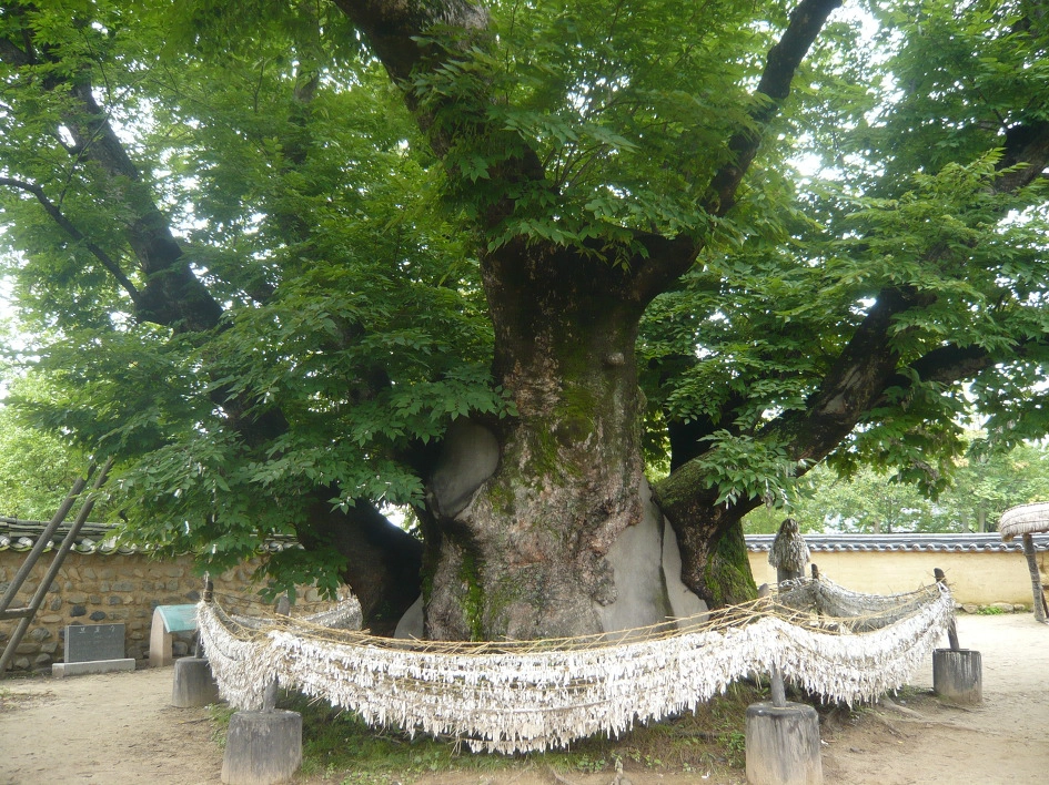 Shinmok là những cây to trước cổng làng tương tự cây đa của làng quê Việt Nam. Trên shinmok có nhiều mảnh vải giúp xua đuổi ma quỷ. Ảnh: travelheart.me. Shinmok là những cây to trước cổng làng tương tự cây đa của làng quê Việt Nam. Trên shinmok có nhiều mảnh vải giúp xua đuổi ma quỷ. Ảnh: travelheart.me.