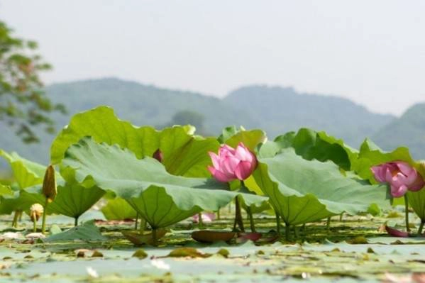 Hồ Quan Sơn hùng vĩ bỗng nên thơ, đẹp mơ màng mùa sen nở. (Ảnh: Internet) Hồ Quan Sơn hùng vĩ bỗng nên thơ, đẹp mơ màng mùa sen nở. (Ảnh: Internet)