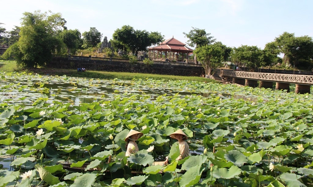 Sen trắng ở hồ Tịnh Tâm. Ảnh: Báo Thừa Thiên Huế. 