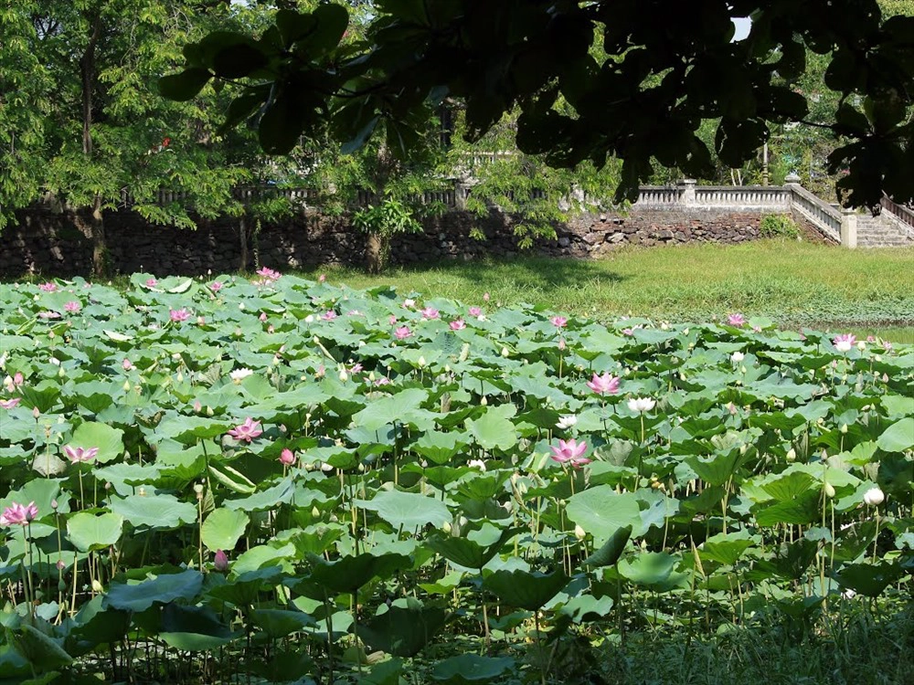 Sen bách diệp. Ảnh: Báo Lao động.