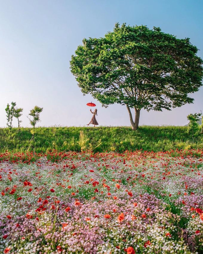 Bình thường nơi này hiếm du khách quốc tế vì không gần điểm du lịch nổi tiếng nào, chủ yếu dân địa phương và khách du lịch bản địa ghé thăm. Năm nay đồng hoa lại càng thưa người hơn do Covid-19, tạo điều kiện lý tưởng để chụp hình. Ảnh kimvo97