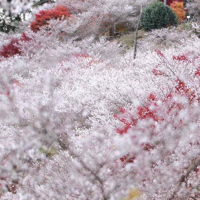Hoa anh đào nở nhiều nhất ở vùng Obara thuộc tỉnh Aichi (Nhật Bản). Tháng 10 đến cũng là lúc loài hoa này đua nhau nở, sau đó chờ đợi tháng kế tiếp để bung sắc trắng hồng một vùng trời. Khoảng thời gian này, Obara chào đón du khách bằng lễ hội Anh đào bốn mùa. Ảnh: Dadaemon.