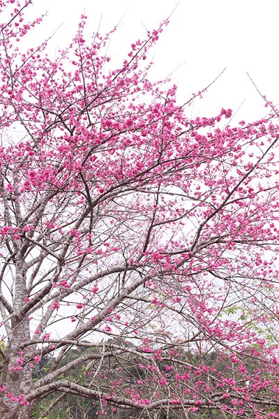 Giống hoa anh đào trồng trên đảo có nguồn gốc từ Nhật Bản, được gieo trồng cách đây hàng chục năm. Từ 10 hạt giống ban đầu vào năm 2006 đã được nhân ra hàng trăm cây khác như hiện nay. Giống hoa anh đào trồng trên đảo có nguồn gốc từ Nhật Bản, được gieo trồng cách đây hàng chục năm. Từ 10 hạt giống ban đầu vào năm 2006 đã được nhân ra hàng trăm cây khác như hiện nay.
