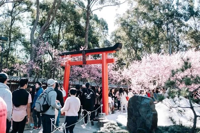 Khách tham quan đi qua chiếc cổng của Zen Gardens, nơi có khu vườn kiểu Nhật. Đây là sự kiện nhằm kỷ niệm sự giao lưu văn hoá giữa Australia và Nhật Bản. Lễ hội diễn ra trong chín ngày từ 17 đến 25/8. Vào năm ngoái, lễ hội thu hút 90.000 khách tham quan. Ảnh: Noah Stammbach.