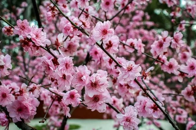 Những cành hoa nở rộ trong ngày 24/8 trong khu vườn. Ảnh: Auburn Botanic Garden.