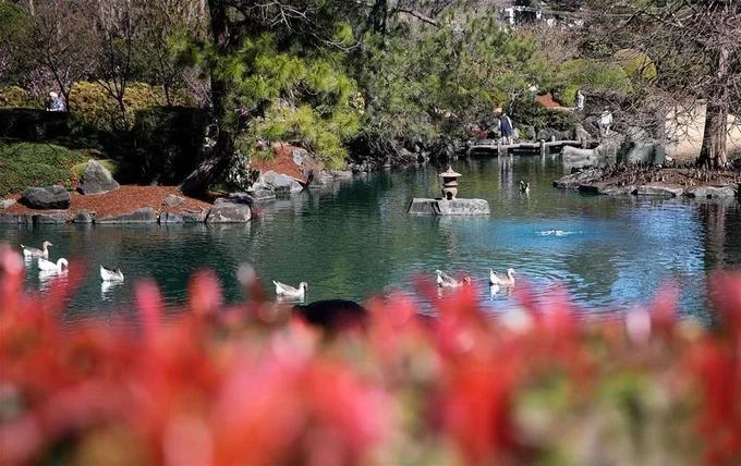 Một góc hồ nước trong vườn thực vật Auburn Botanic Garden. Vé vào cửa với khách du lịch có giá 10 USD. Trẻ em dưới 16 tuổi và người dân địa phương được miễn phí. Ảnh: Xinhua.