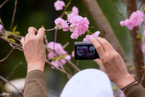 Có người lấy lý do là muốn tận tay kiểm tra xem có đúng là hoa anh đào thật hay không, nhưng đa số là níu cành, ngắt hoa để thoả mãn thú chụp ảnh. Có người lấy lý do là muốn tận tay kiểm tra xem có đúng là hoa anh đào thật hay không, nhưng đa số là níu cành, ngắt hoa để thoả mãn thú chụp ảnh.
