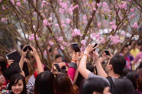 Khách tham quan thi nhau chụp hình loài hoa nổi tiếng thế giới của đất nước mặt trời mọc. Khách tham quan thi nhau chụp hình loài hoa nổi tiếng thế giới của đất nước mặt trời mọc.