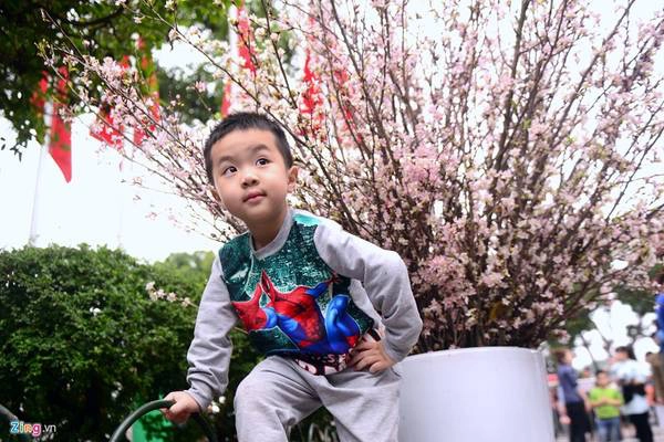 Bé Gia Bảo (4 tuổi) đứng tạo dáng bên những cành hoa anh đào để cha mẹ chụp ảnh. Bé Gia Bảo (4 tuổi) đứng tạo dáng bên những cành hoa anh đào để cha mẹ chụp ảnh.
