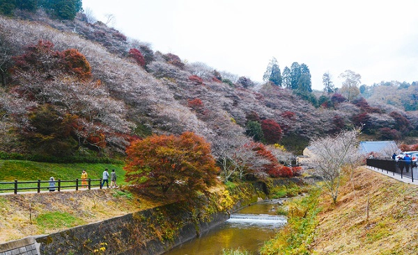 Nếu như hoa anh đào mùa xuân được gọi là sakura thì hoa anh đào mùa thu ở Obara được gắn với tên gọi shiki-zakura. Loài hoa này nở hai lần một năm, lần đầu tiên là vào mùa xuân và lần thứ hai là khoảng cuối tháng 11. Hiện tượng độc đáo này thu hút 150.000 du khách mỗi năm tới đây để chiêm ngưỡng. Nếu như hoa anh đào mùa xuân được gọi là sakura thì hoa anh đào mùa thu ở Obara được gắn với tên gọi shiki-zakura. Loài hoa này nở hai lần một năm, lần đầu tiên là vào mùa xuân và lần thứ hai là khoảng cuối tháng 11. Hiện tượng độc đáo này thu hút 150.000 du khách mỗi năm tới đây để chiêm ngưỡng.