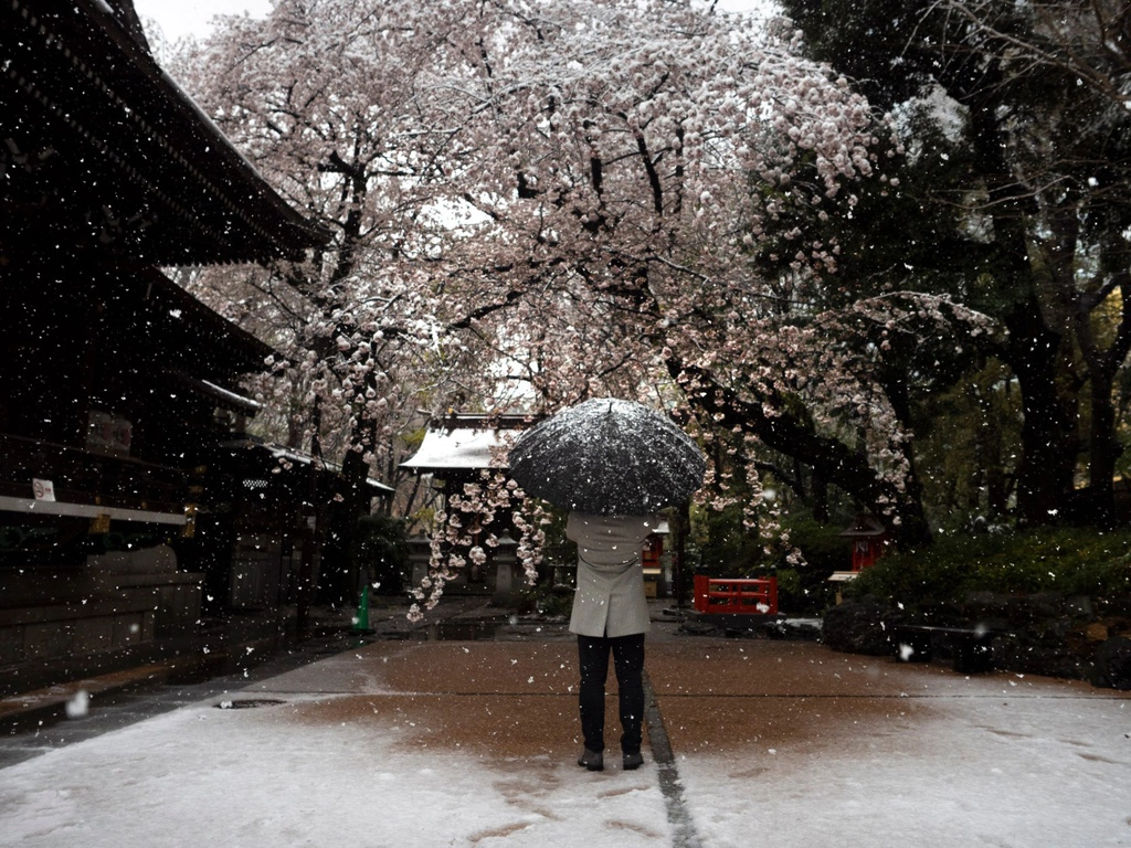 Năm nay, Nhật Bản đón mùa hoa anh đào đáng nhớ. Cuối tháng 3 vừa qua, thành phố Tokyo đón đợt tuyết trái mùa giữa thời điểm loài hoa quốc dân ở Nhật nở rộ. Tuyết rơi trái mùa là hiện tượng hiếm gặp, 32 năm mới xuất hiện một lần. Tuy nhiên, người dân xứ Phù Tang không được thưởng trọn vẹn mùa hoa năm nay vì dịch bệnh hoành hành. Ảnh: AP.