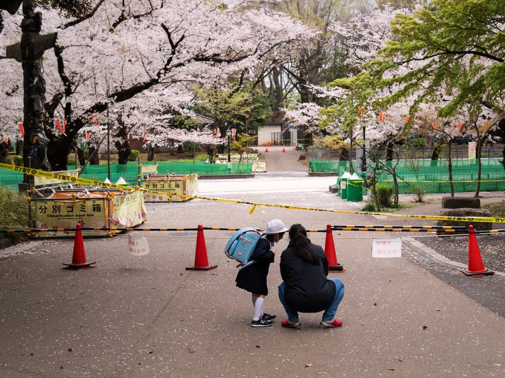 Công viên Ueno, điểm thưởng hoa nổi tiếng của người dân Tokyo cũng đóng cửa hôm 28/3, cấm người dân tụ tập, tổ chức lễ hội ngắm hoa hanami truyền thống. Trước đó, nhiều người dân địa phương đã tụ tập tại công viên Ueno, công viên Yoyogi, tổ chức hanami, bất chấp lời cảnh báo của chính quyền. Ảnh: Getty Images.