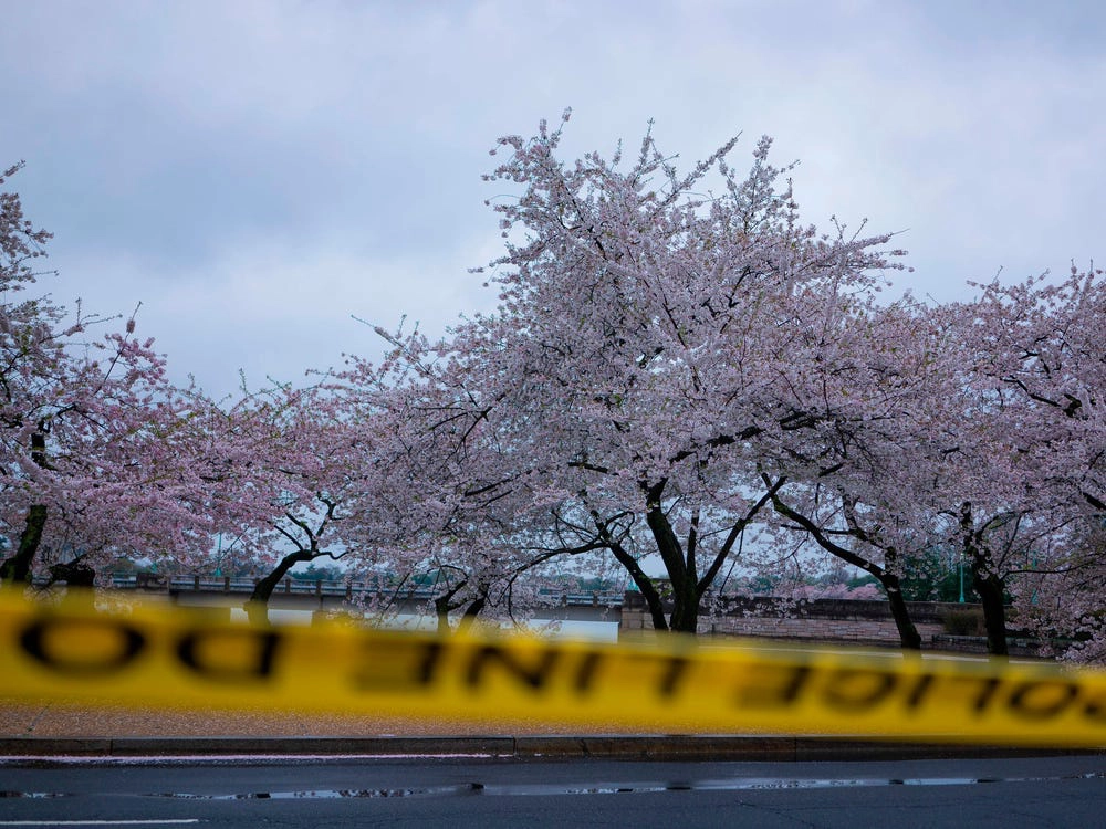 Washington (Mỹ) đón mùa hoa anh đào buồn khi lễ hội ngắm hoa thường niên bị hủy bỏ. Con đường hoa tại công viên National Mall đóng cửa từ ngày 25/3. Tờ Washington Post đưa tin, cảnh sát thành phố cũng đóng cửa một số điểm ngắm hoa nổi tiếng gần hồ Tidal Basin và cấm người dân tụ tập ngắm hoa hồi đầu tháng 4. Ảnh: AFP.