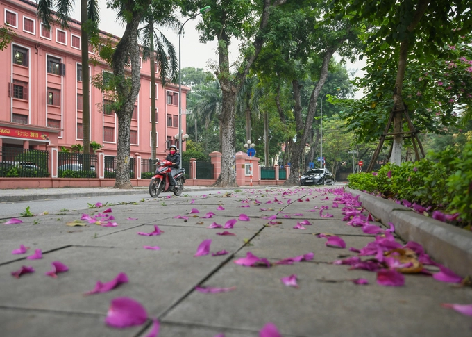 Ban tím cũng được trồng tại nhiều ngã ba, ngã tư của Hà Nội. Trong ảnh là những cánh hoa bên vỉa hè phố Hoàng Văn Thụ, trước trụ sở Bộ Kế hoạch và Đầu tư.