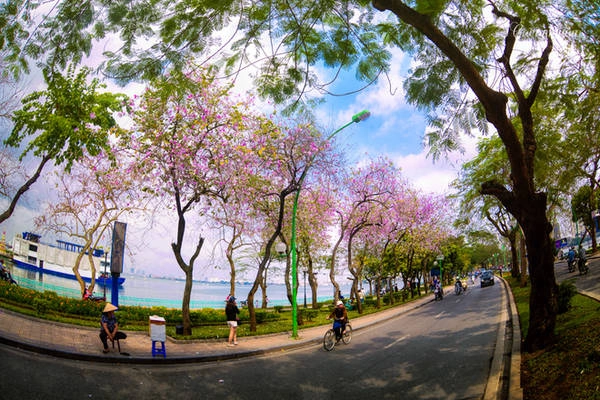Không biết từ bao giờ, hoa ban đã trở thành một trong những màu sắc của tháng 3 ở Hà Nội. Không biết từ bao giờ, hoa ban đã trở thành một trong những màu sắc của tháng 3 ở Hà Nội.