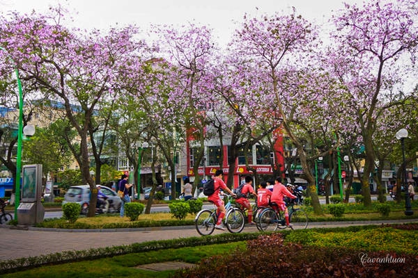 Ngoài những hàng cây mọc ven đường, khu vực công viên gần hồ Tây là nơi tập trung rất nhiều hoa ban. Ngoài những hàng cây mọc ven đường, khu vực công viên gần hồ Tây là nơi tập trung rất nhiều hoa ban.