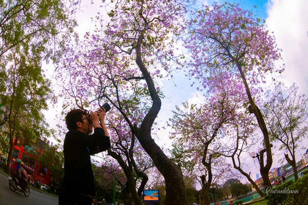 Rất nhiều bạn trẻ tìm đến đường Thanh Niên để ghi lại hình ảnh tuyệt đẹp của hoa ban Tây Bắc giữa trời Hà Nội. Rất nhiều bạn trẻ tìm đến đường Thanh Niên để ghi lại hình ảnh tuyệt đẹp của hoa ban Tây Bắc giữa trời Hà Nội.