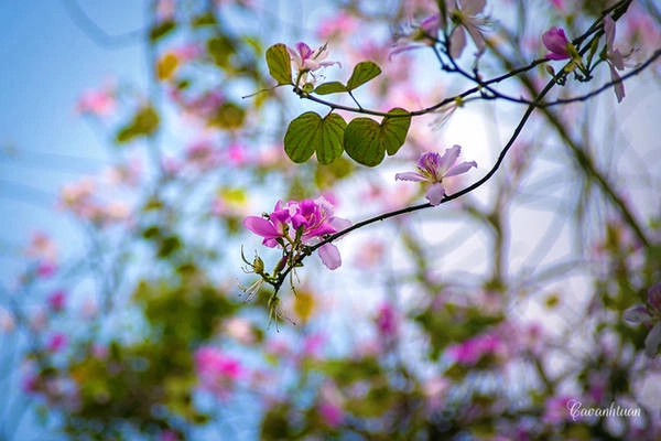 Hoa ban có nhiều loại nhưng được trồng phổ biến ở Hà Nội là những cây cho hoa tím pha trắng. Hoa ban có nhiều loại nhưng được trồng phổ biến ở Hà Nội là những cây cho hoa tím pha trắng.
