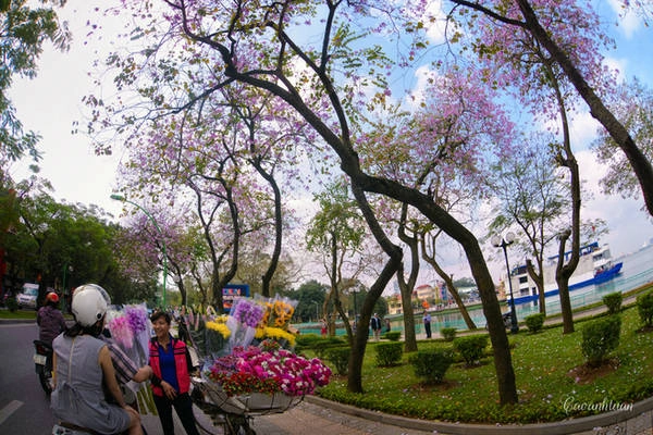 Dọc đường Thanh Niên, ngoài ngắm hoa ban, bạn cũng có thể chọn mua các loài khác từ những xe hoa thu mua tại vườn Nhật Tân gần đó. Dọc đường Thanh Niên, ngoài ngắm hoa ban, bạn cũng có thể chọn mua các loài khác từ những xe hoa thu mua tại vườn Nhật Tân gần đó.