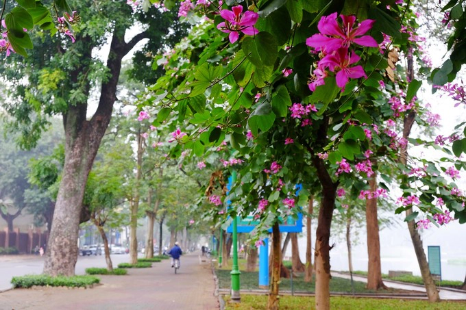 Phố Nguyễn Du, men theo bờ hồ Thiền Quang là một tuyến đường trồng nhiều hoa ban tím đang nở rực rỡ. Đường có vỉa hè rộng với nhiều ghế đá ngồi nghỉ thích hợp cho cả chụp hình và những chuyến dạo bộ thong thả kết hợp ngắm hoa. Cây hoa ban còn có tên gọi là móng bò sọc, có nguồn gốc ở miền đông nam châu Á, từ miền nam Trung Quốc kéo dài về phía tây tới Ấn Độ. Thông thường chỉ gọi là cây ban, tuy nhiên, do có nhiều loài cùng chi cũng có tên là ban nên cây hoa ban thường được gọi theo màu hoa của nó, như hoa ban trắng, ban hồng, ban tím. Phố Nguyễn Du, men theo bờ hồ Thiền Quang là một tuyến đường trồng nhiều hoa ban tím đang nở rực rỡ. Đường có vỉa hè rộng với nhiều ghế đá ngồi nghỉ thích hợp cho cả chụp hình và những chuyến dạo bộ thong thả kết hợp ngắm hoa. Cây hoa ban còn có tên gọi là móng bò sọc, có nguồn gốc ở miền đông nam châu Á, từ miền nam Trung Quốc kéo dài về phía tây tới Ấn Độ. Thông thường chỉ gọi là cây ban, tuy nhiên, do có nhiều loài cùng chi cũng có tên là ban nên cây hoa ban thường được gọi theo màu hoa của nó, như hoa ban trắng, ban hồng, ban tím.