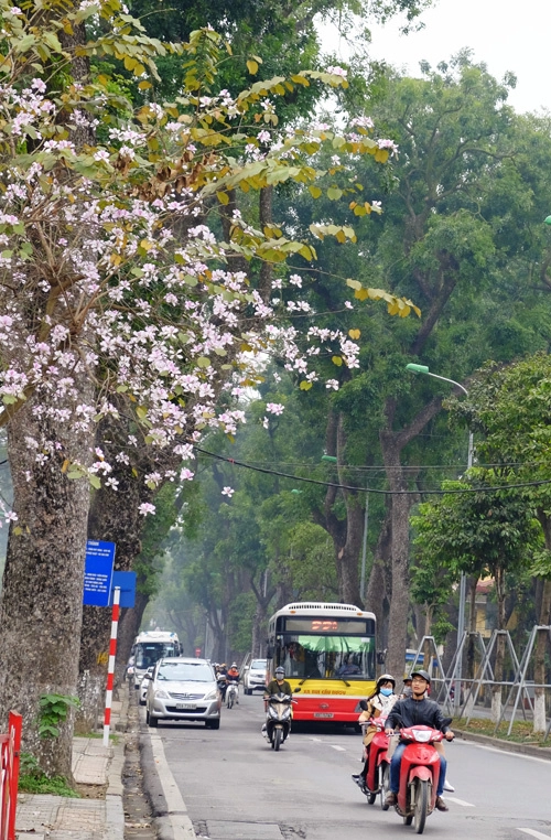 Những đoạn đường Bắc Sơn - Hoàng Diệu, Nguyễn Du - Trương Hán Siêu, Điện Biên Phủ, Thanh Niên, Trần Duy Hưng, Trần Phú... là nơi có nhiều hoa ban nở. Những đoạn đường Bắc Sơn - Hoàng Diệu, Nguyễn Du - Trương Hán Siêu, Điện Biên Phủ, Thanh Niên, Trần Duy Hưng, Trần Phú... là nơi có nhiều hoa ban nở.