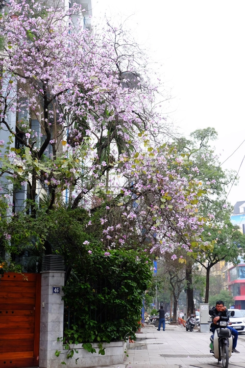 Một góc phố Nguyễn Du sáng bừng giữa tiết trời se lạnh đầu năm nhờ sắc hoa ban Tây Bắc. Một góc phố Nguyễn Du sáng bừng giữa tiết trời se lạnh đầu năm nhờ sắc hoa ban Tây Bắc.