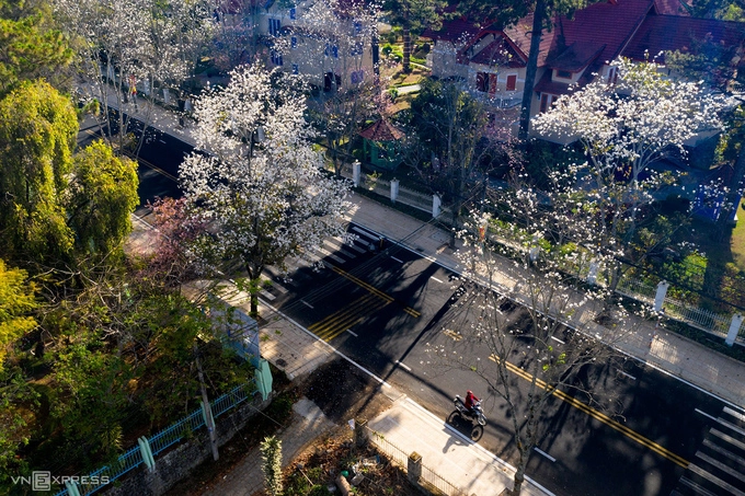 Ban trắng từng được coi là loài hoa đặc trưng của núi rừng Tây Bắc, nhưng đến nay đã trở thành một phần gắn liền với thành phố trên cao nguyên Lâm Đồng.