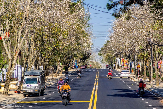 Tại Đà Lạt, hoa ban được trồng nhiều tại các khu vực như đường Quang Trung, Trần Phú, ga Đà Lạt, ngã tư Phan Chu Trinh, nhà thờ Con Gà...