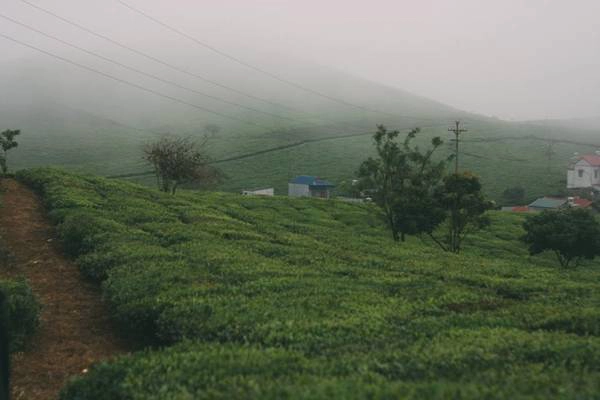 Nơi này cách Hà Nội khoảng 200 km, nên chúng tôi quyết định đi xe máy. Băng qua một quãng đường dài, chúng tôi thật sự ngỡ ngàng trước vẻ đẹp của Mộc Châu dưới màn sương mây bao phủ, cùng sắc hoa cải lôi cuốn, đầy sức sống.