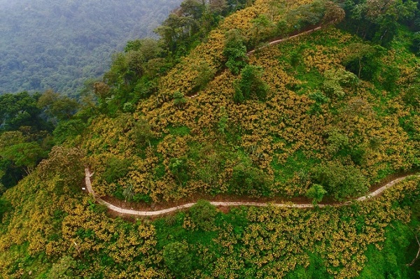 Tháng 11 là thời điểm vàng khi những vạt hoa dã quỳ nở rộ khắp các vùng rừng núi. Loài hoa hoang dại, mang theo sức sống mơn mởn cùng hương sắc mùa thu đặc trưng làm đắm say biết bao tâm hồn. Ảnh: Kỳ Nhông