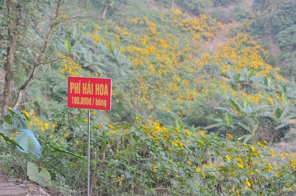 Dọc đường, ban quản lý cắm nhiều bảng cảnh báo không hái hoa để bảo tồn cảnh đẹp cho vườn quốc gia. Người vi phạm sẽ bị phạt 100.000 đồng một bông.