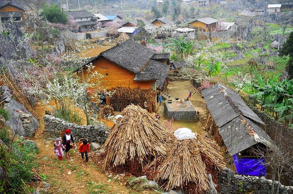 Những ngày này tại Cao nguyên đá Hà Giang, những cánh hoa đào, hoa mận, hoa lê đã bừng nở, khung cảnh cao nguyên đẹp như bức tranh. Ở Hà Giang, thường từ tháng 11 đã có hoa đào sớm và nở rộ sau Tết cổ truyền khoảng 1 – 1,5 tháng, tức tháng 2 và đầu tháng 3 dương lịch. Những ngày này tại Cao nguyên đá Hà Giang, những cánh hoa đào, hoa mận, hoa lê đã bừng nở, khung cảnh cao nguyên đẹp như bức tranh. Ở Hà Giang, thường từ tháng 11 đã có hoa đào sớm và nở rộ sau Tết cổ truyền khoảng 1 – 1,5 tháng, tức tháng 2 và đầu tháng 3 dương lịch.