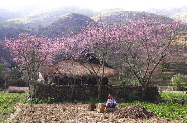 Cao nguyên đá luôn giữ được vẻ yên bình vốn có. Cao nguyên đá luôn giữ được vẻ yên bình vốn có.
