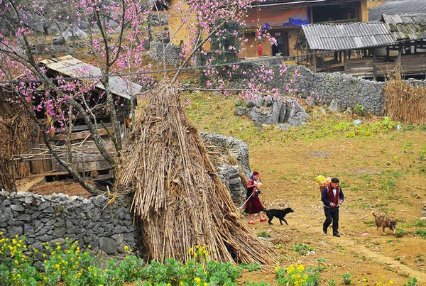 Khóm hoa cải vàng vươn mình tựa lưng vào bức tường đá uốn lượn như tác phẩm nghệ thuật, được tạo ra bằng đôi bàn tay của đồng bào người Mông. Khóm hoa cải vàng vươn mình tựa lưng vào bức tường đá uốn lượn như tác phẩm nghệ thuật, được tạo ra bằng đôi bàn tay của đồng bào người Mông.