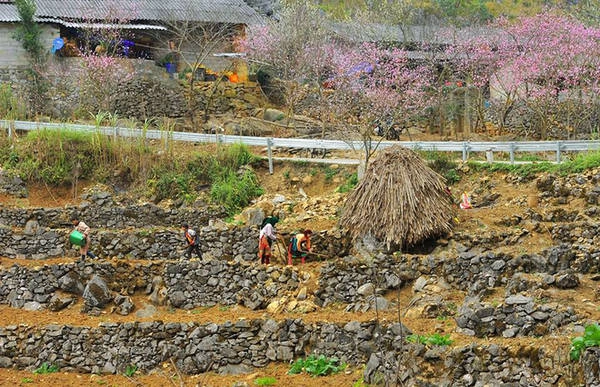 Bên quốc lộ 4C đoạn bước vào địa phận Đồng Văn, đồng bào người Mông đổ đất, lên luống để bước vào vụ mùa mới. Bên quốc lộ 4C đoạn bước vào địa phận Đồng Văn, đồng bào người Mông đổ đất, lên luống để bước vào vụ mùa mới.